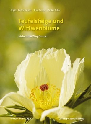 Teufelsfeige und Witwenblume Teufelsfeige und Witwenblume