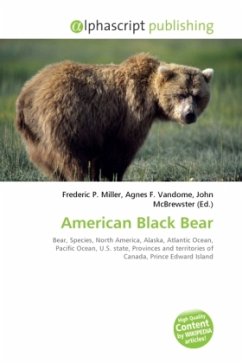 American Black Bear