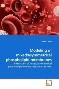 Modeling of mixed/asymmetrical phospholipid membranes - Orban, Tivadar