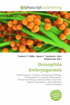 Drosophila Embryogenesis