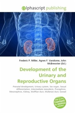 Development of the Urinary and Reproductive Organs
