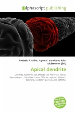 Apical dendrite Cover Apical dendrite