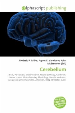 Cerebellum