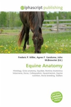 Equine Anatomy