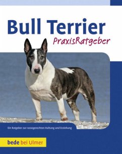 Bull Terrier - Gibson, Bethany