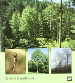 El álamo Temblón El álamo Temblón