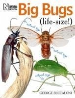 Big Bugs Life-Size - Beccaloni, George