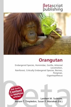 Orangutan