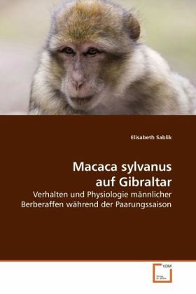 Macaca sylvanus auf Gibraltar