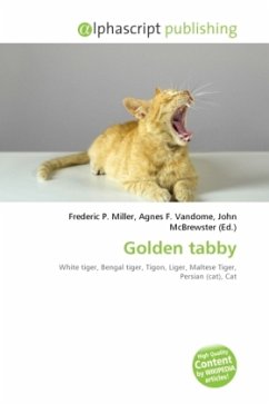 Golden tabby