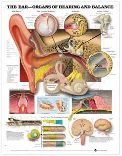 Cover The Ear: Organs of Hearing and Balance Anatomical Chart