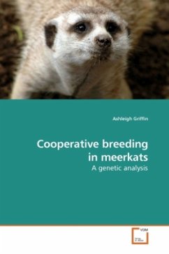 Cooperative breeding in meerkats - Griffin, Ashleigh