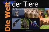 Die Welt der Tiere