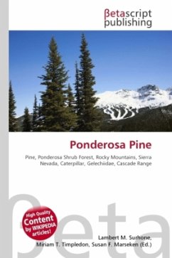 Ponderosa Pine