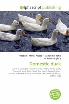 Domestic duck