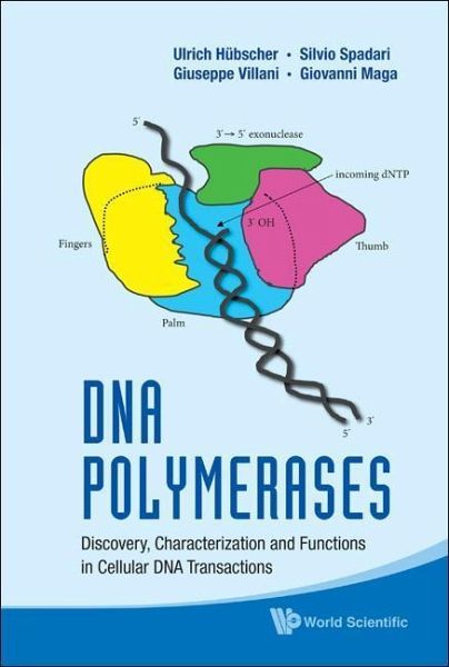 DNA Polymerases: Discovery, Characterization and Functions in Cellular DNA Transactions DNA Polymerases: Discovery, Characterization and Functions in Cellular DNA Transactions