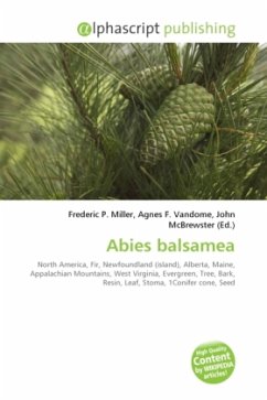 Abies balsamea