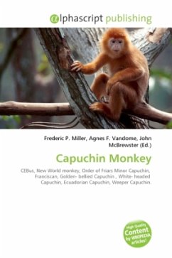 Capuchin Monkey