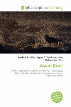 Asian Koel