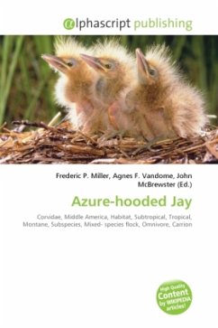 Azure-hooded Jay