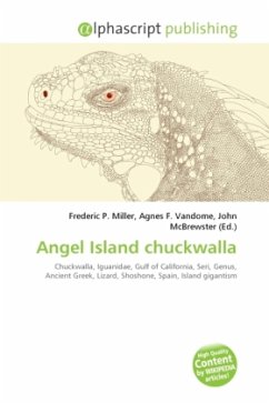 Angel Island chuckwalla