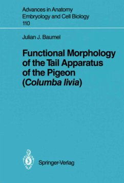 Functional Morphology of the Tail Apparatus of the Pigeon (Columba livia) - Baumel, Julian J.