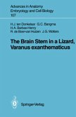 The Brain Stem in a Lizard, Varanus exanthematicus