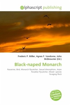 Black-naped Monarch