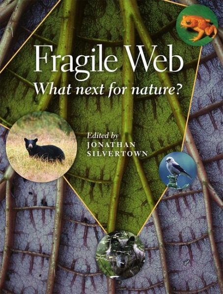 Fragile Web Fragile Web