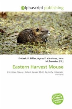 Eastern Harvest Mouse Eastern Harvest Mouse