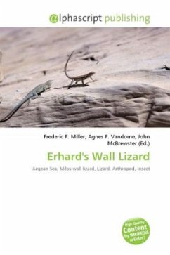 Erhard's Wall Lizard