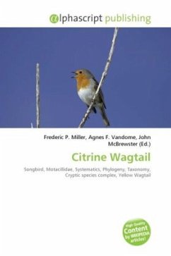 Citrine Wagtail