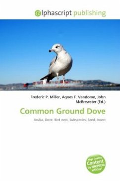 Common Ground Dove