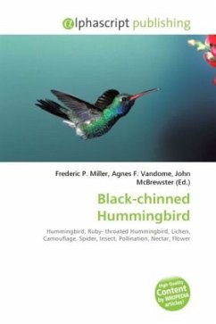 Black-chinned Hummingbird