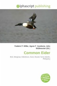 Common Eider