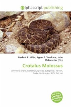 Crotalus Molossus