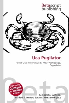 Uca Pugilator Uca Pugilator