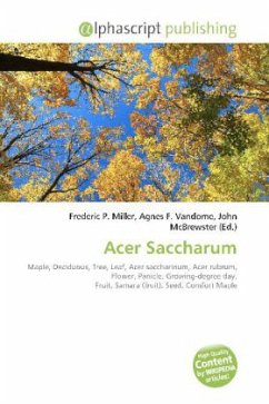 Acer Saccharum