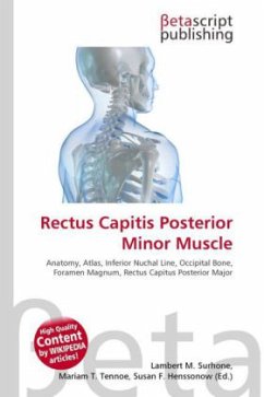 Rectus Capitis Posterior Minor Muscle