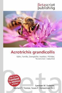 Acrotrichis grandicollis