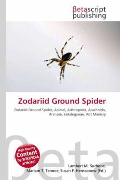 Zodariid Ground Spider