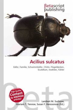 Acilius sulcatus