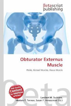 Obturator Externus Muscle