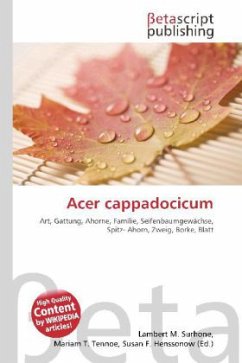 Acer cappadocicum