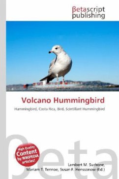 Volcano Hummingbird