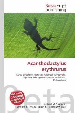 Acanthodactylus erythrurus