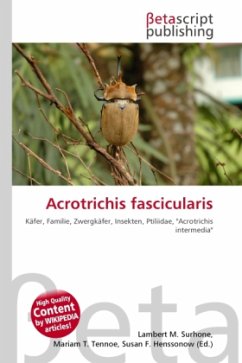 Acrotrichis fascicularis