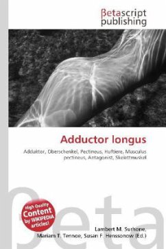 Adductor longus