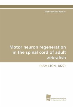 Motor neuron regeneration in the spinal cord of adult zebrafish - Reimer, Michell Mario