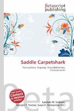 Saddle Carpetshark Saddle Carpetshark